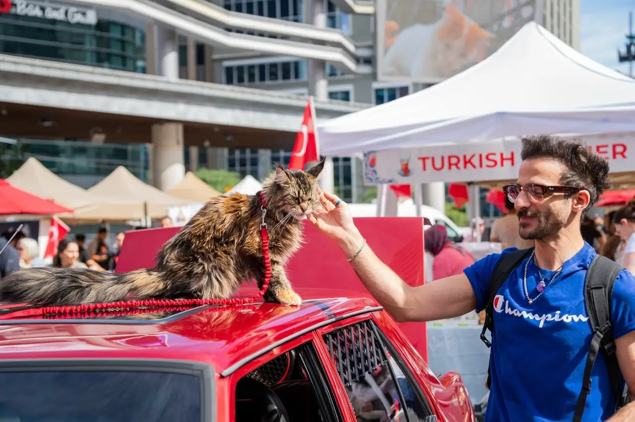 A long-haired cat sits on the roof of a red car while a smiling visitor reaches out to stroke it.
